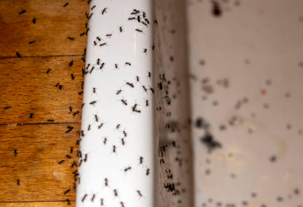 Trusted Bridgewater Center, NJ Pest Control Experts