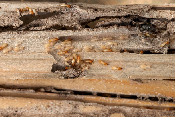 Best Pest Removal Services  in Bridgewater Center, NJ