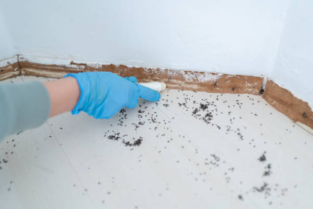 Best Emergency Pest Control  in Bridgewater Center, NJ